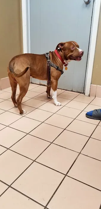 Siloam Springs Veterinary Clinic Picture 2