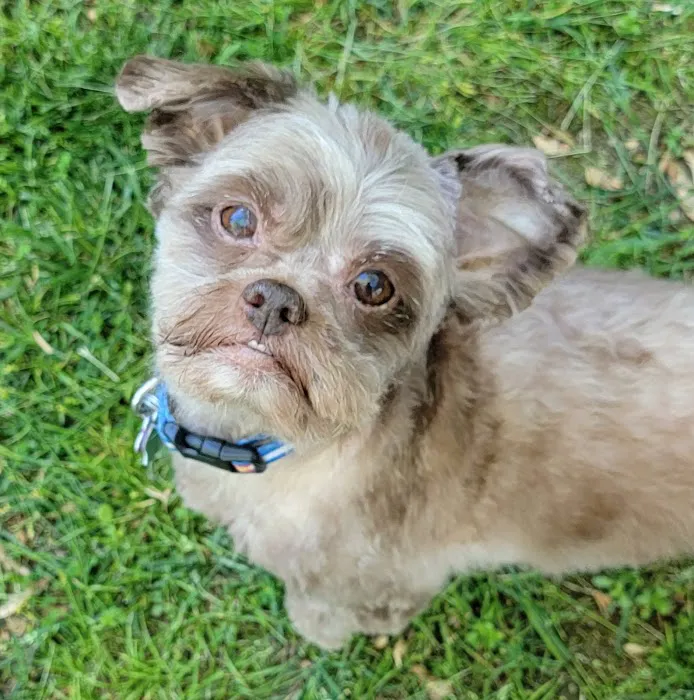 Siloam Springs Veterinary Clinic Picture 4