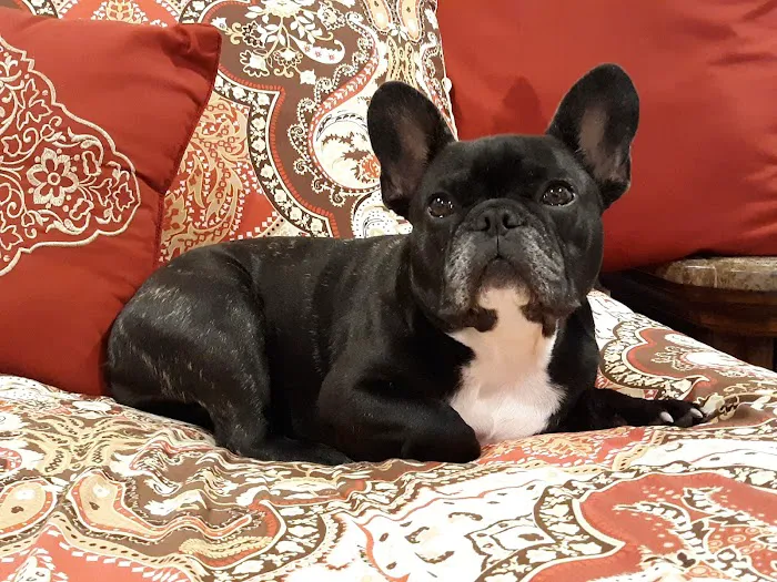 Siloam Springs Veterinary Clinic Picture 1