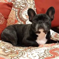 Siloam Springs Veterinary Clinic ico