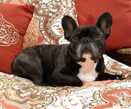 Siloam Springs Veterinary Clinic