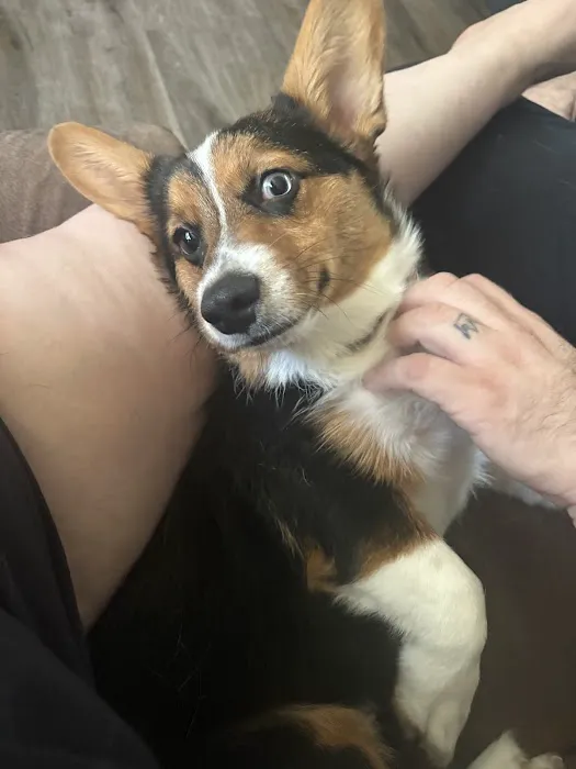 Siloam Springs Veterinary Clinic Picture 5