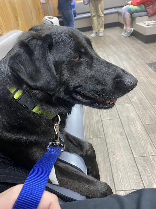 Siloam Springs Veterinary Clinic Picture 7