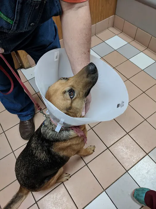 Siloam Springs Veterinary Clinic Picture 8