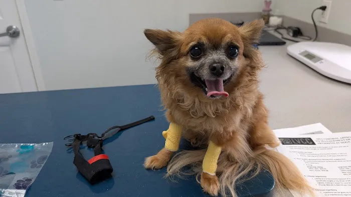 Lunsford Veterinary Care Center Picture 4