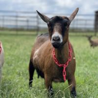 Lunsford Veterinary Care Center ico