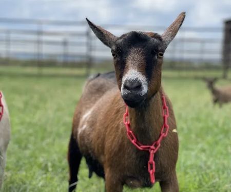 Lunsford Veterinary Care Center