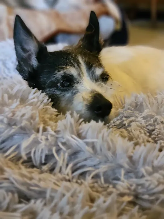 Lunsford Veterinary Care Center Picture 7