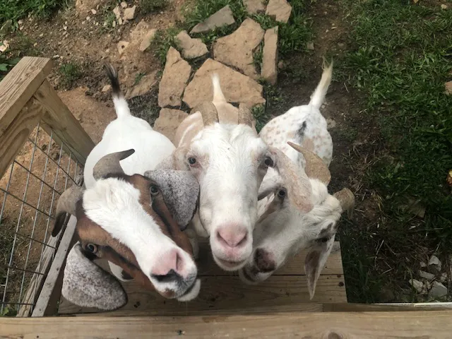 Lunsford Veterinary Services: Lunsford Michael DVM Picture 2