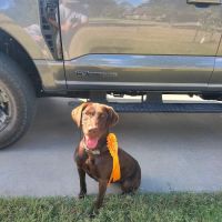 Lunsford Veterinary Services: Lunsford Michael DVM ico