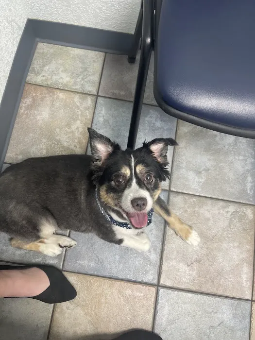 Lunsford Veterinary Services: Lunsford Michael DVM Picture 3