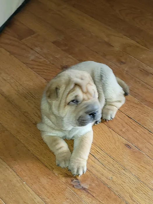 Cave Springs Veterinary Services Picture 1