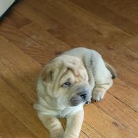 Cave Springs Veterinary Services ico