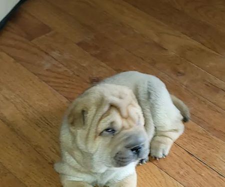 Cave Springs Veterinary Services