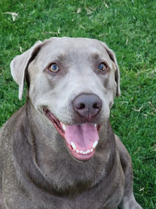 Cave Springs Veterinary Services Picture 3