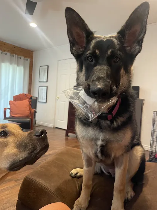 Cave Springs Veterinary Services Picture 4