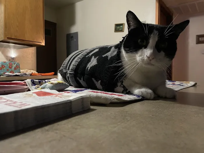 Cave Springs Veterinary Services Picture 7