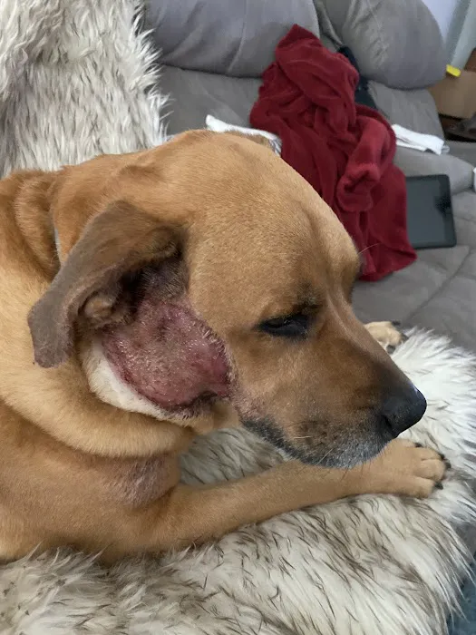 Cave Springs Veterinary Services Picture 10