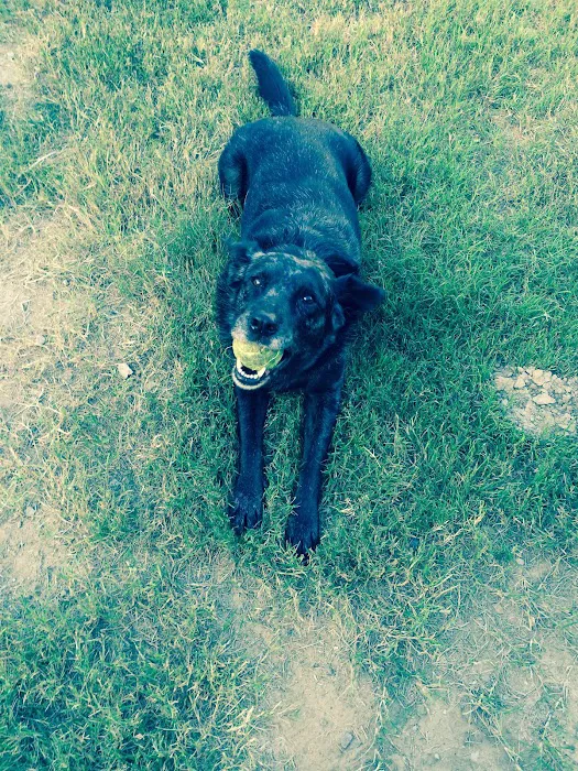 Cave Springs Veterinary Services Picture 9