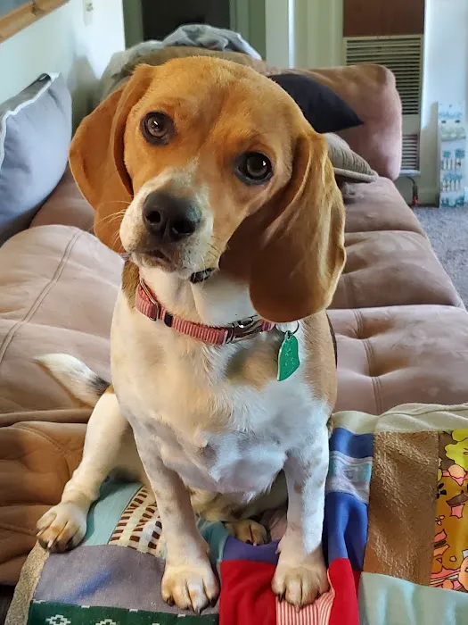 Cross 7 Veterinary Picture 3