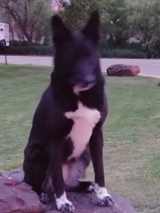 Cross 7 Veterinary Picture 5