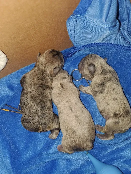 Cross 7 Veterinary Picture 4