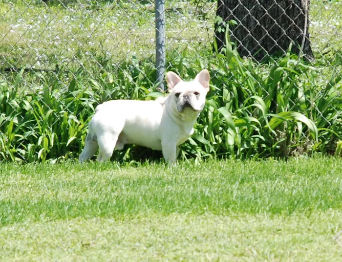 Cross 7 Veterinary Picture 9