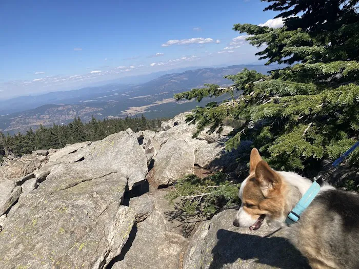 Cross 7 Veterinary Picture 7