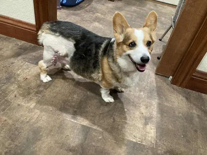 Cross 7 Veterinary Picture 8