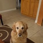 Animal Medical Center at Pinnacle Hills