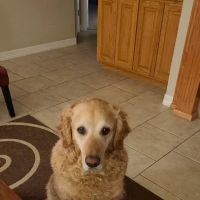 Animal Medical Center at Pinnacle Hills ico