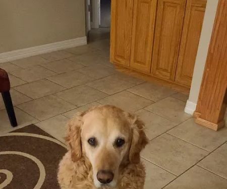 Animal Medical Center at Pinnacle Hills