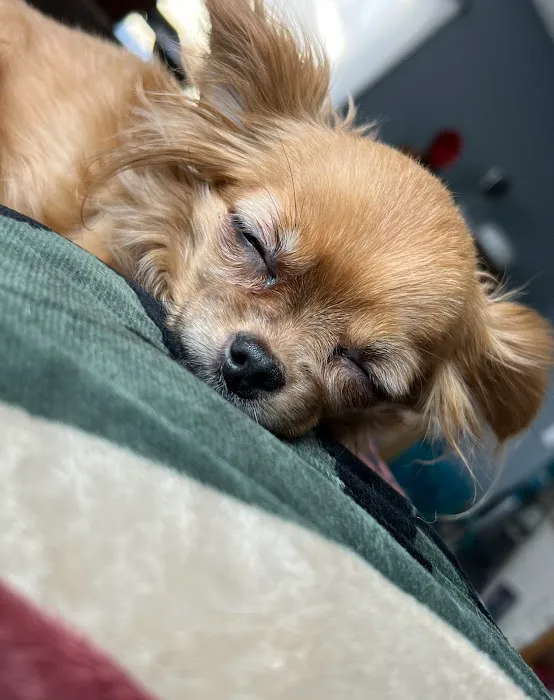 Animal Medical Center at Pinnacle Hills Picture 5