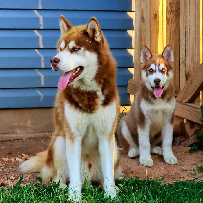 Animal Medical Center at Pinnacle Hills Picture 9