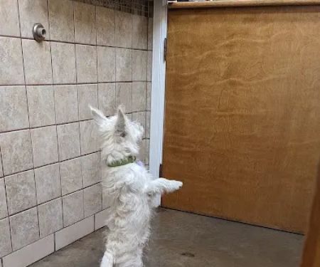 Faithful Friends Animal Clinic