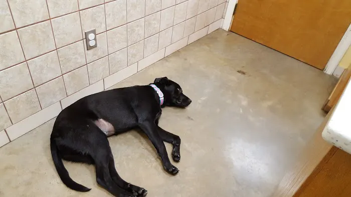 Faithful Friends Animal Clinic Picture 2