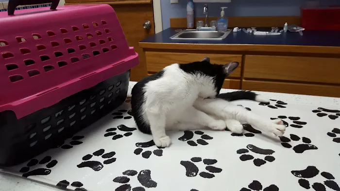 Faithful Friends Animal Clinic Picture 3