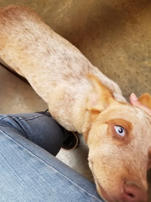 Faithful Friends Animal Clinic Picture 7