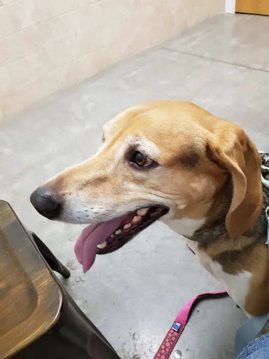 Faithful Friends Animal Clinic Picture 9