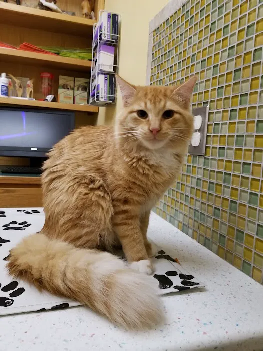 Faithful Friends Animal Clinic Picture 6