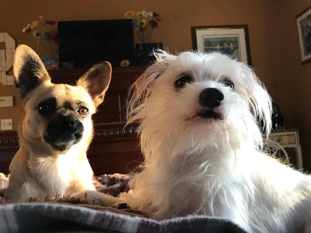 Faithful Friends Animal Clinic Picture 8