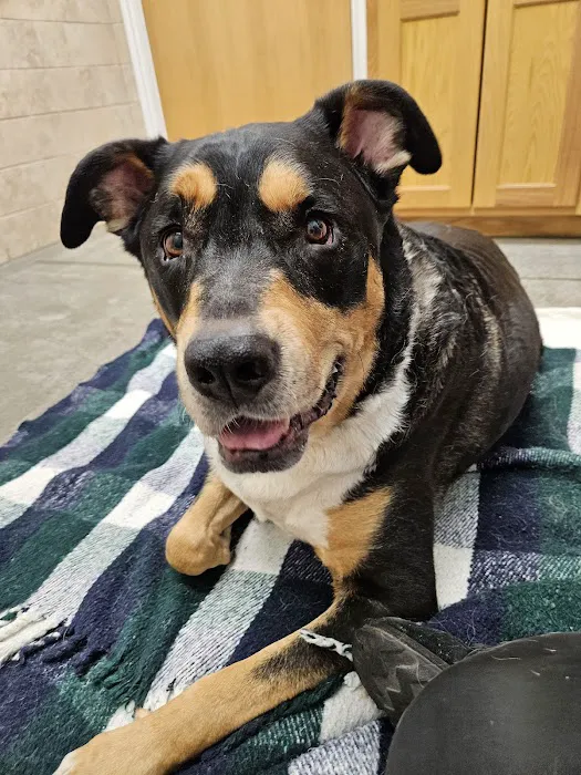 Faithful Friends Animal Clinic Picture 10