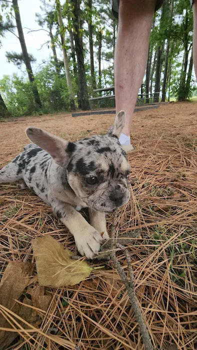 Faithful friends Picture 1