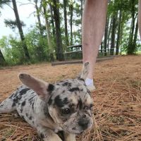 Faithful friends ico