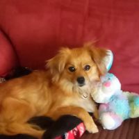 Chetopa Veterinary Clinic ico