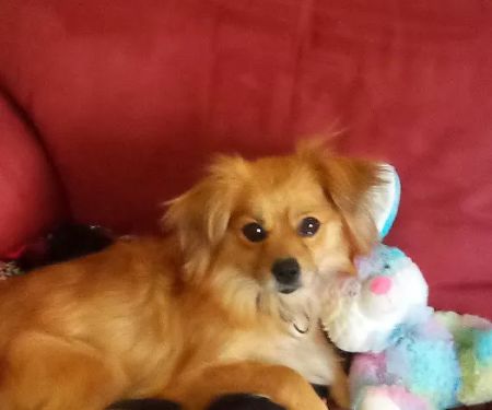 Chetopa Veterinary Clinic