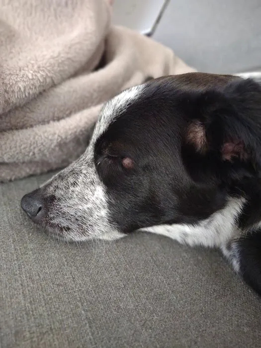 Columbus Veterinary Clinic Picture 4