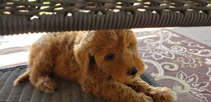 Barta Animal Hospital Picture 1