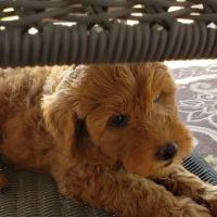 Barta Animal Hospital ico