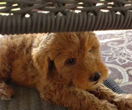 Barta Animal Hospital